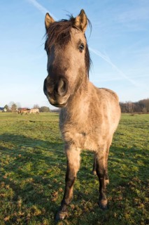 Tarpan (Equus ferus ferus)