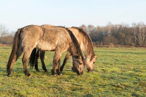 Tarpans (Equus ferus ferus)