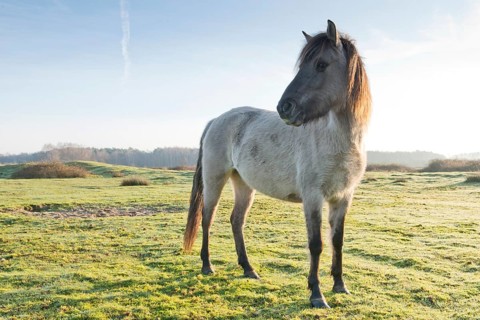 Tarpan (Equus ferus ferus)