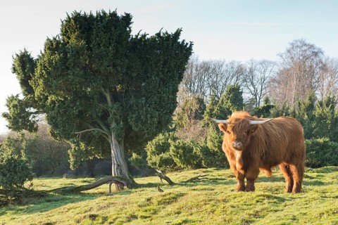 Highland cattle (Bos primigenius taurus)