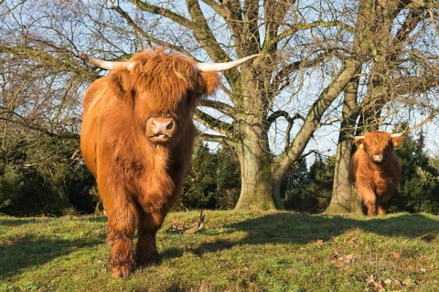 Highland cattle (Bos primigenius taurus)