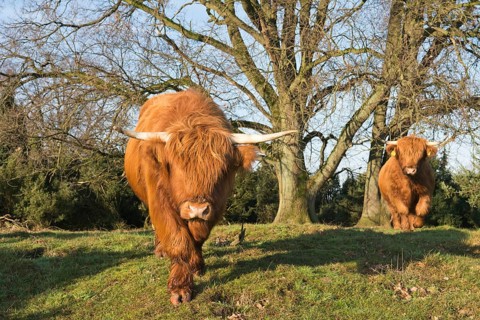 Highland cattle (Bos primigenius taurus)