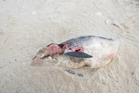 Dead harbor porpoise (Phocoena phocoena) washed ashore on the beach