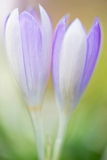 Woodland crocus (Crocus tommasinianus)