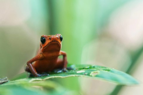 Strawberry poison-dart frog (Oophaga pumilio) perched on a leaf