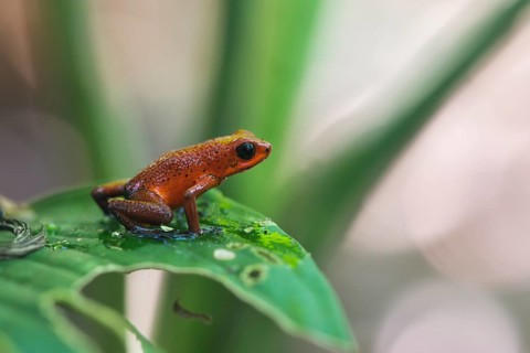 Strawberry poison-dart frog (Oophaga pumilio) perched on a leaf