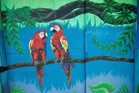Graffiti of two Scarlet Macaws