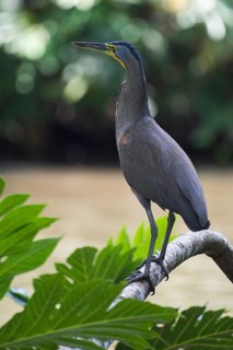 Fasciated tiger heron (Tigrisoma fasciatum) standing alertly on branch on water