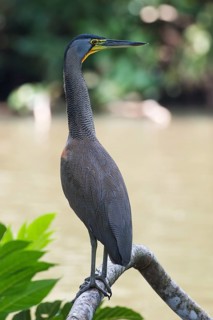 Fasciated tiger heron (Tigrisoma fasciatum) standing alertly on branch on water