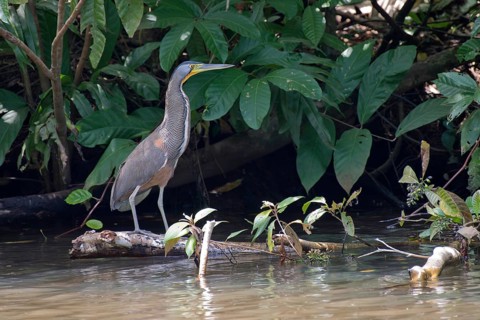 Fasciated tiger heron (Tigrisoma fasciatum) at the water