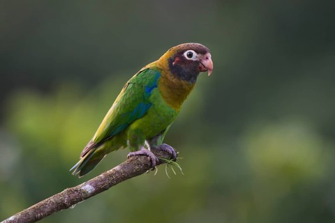 Brown-hooded Parrot (Pyrilia haematotis) perched on a tree branch
