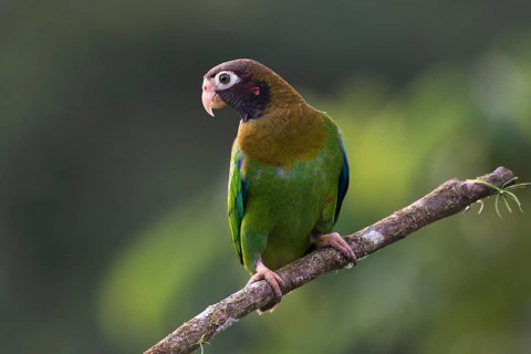 Brown-hooded Parrot (Pyrilia haematotis) perched on a tree branch