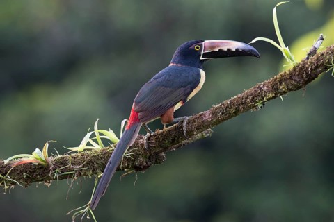 Collared Aracari (Pteroglossus torquatus) perched on a branch
