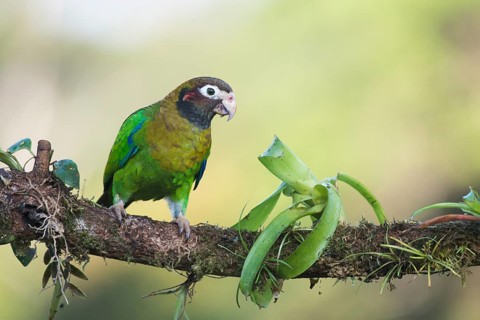 Brown-hooded Parrot (Pyrilia haematotis) perched on a tree branch