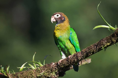 Brown-hooded Parrot (Pyrilia haematotis) perched on a tree branch