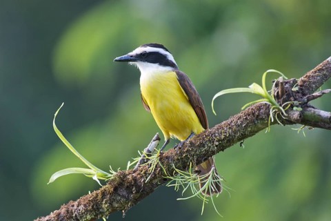 Great Kiskadee (Pitangus sulfuratus) perched on a tree branch