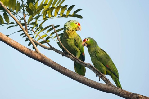 Red-lored Amazons (Amazona autumnalis) perched on a tree branch