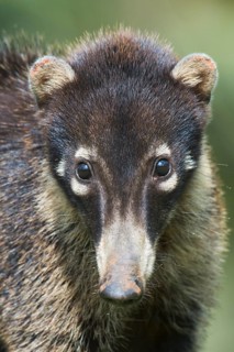 White-nosed Coati (Nasua narica)