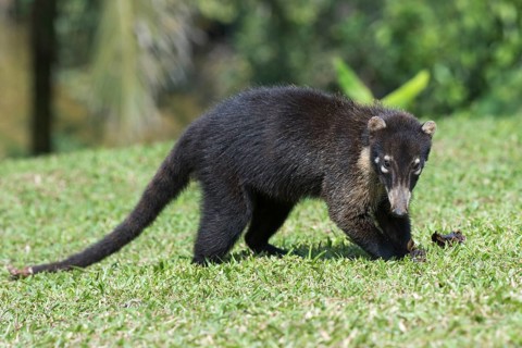 White-nosed Coati (Nasua narica)