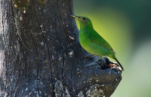 Green Honeycreeper (Chlorophanes spiza) perched on a tree trunk
