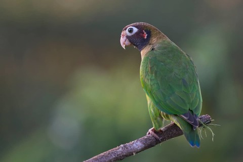 Brown-hooded Parrot (Pyrilia haematotis) perched on a tree branch