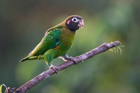 Brown-hooded Parrot (Pyrilia haematotis) perched on a tree branch