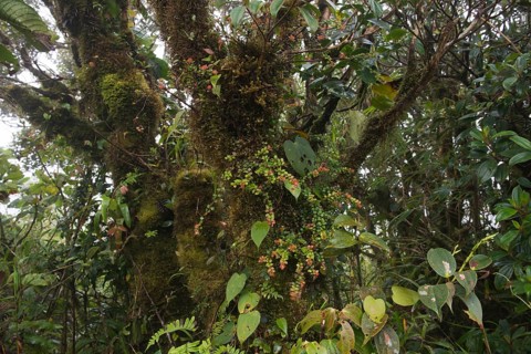 Cloud forest