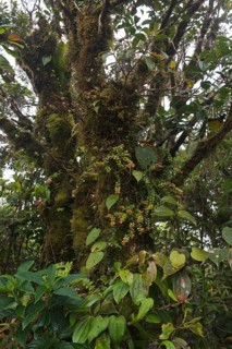 Cloud forest