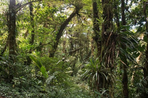 Cloud forest