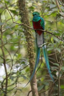Resplendent Quetzal (Pharomacrus mocinno)