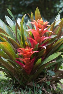 Bromeliads (Bromelia sp.)