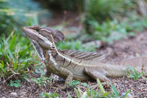 Common Basilisk (Basiliscus basiliscus)
