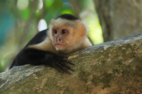White-headed capuchin (Cebus capucinus)