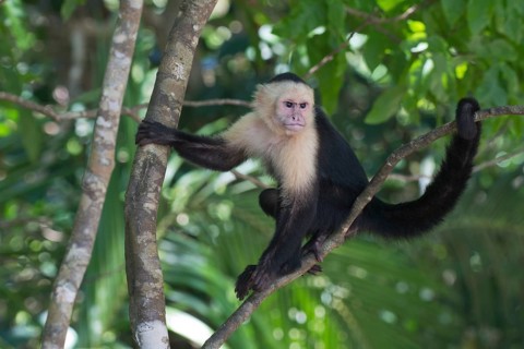 White-headed capuchin (Cebus capucinus) sitting in tree