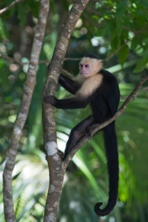 White-headed capuchin (Cebus capucinus) sitting in tree