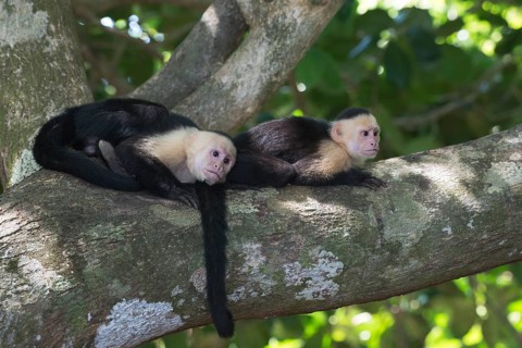 White-headed capuchins (Cebus capucinus)