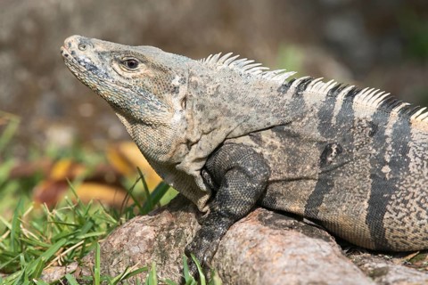 Black Iguana (Ctenosaura similis)
