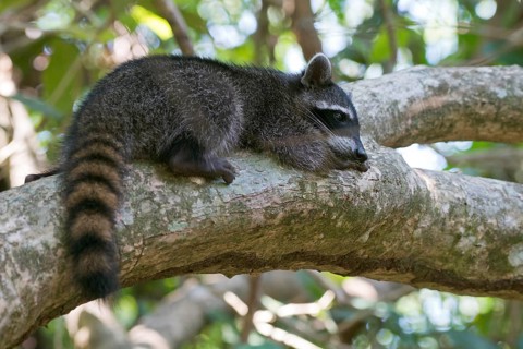 Raccoon (Procyon lotor) lying on a tree branch in the tree