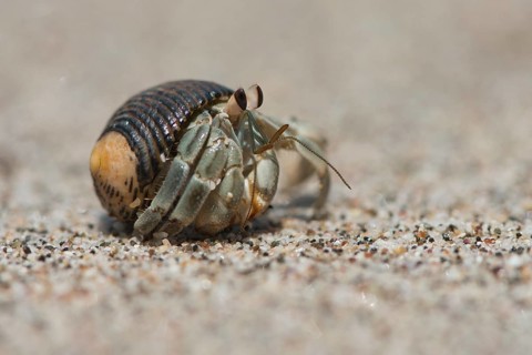 Ecuadorian Hermit Crab (Coenobita compressus) in the sand