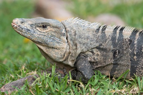 Black Iguana (Ctenosaura similis)