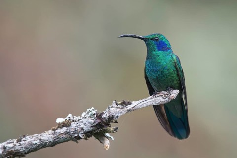 Green violetear (Colibri thalassinus) sitting on branch