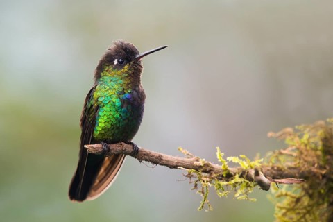 Fiery-throated hummingbird (Panterpe insignis) sitting on branch
