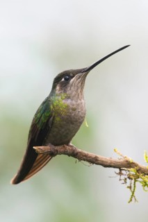 Magnificent Hummingbird (Eugene fulgens) perched on a branch