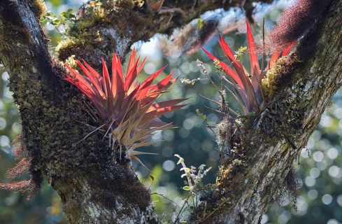 Bromeliads (Bromelia sp.) in tree