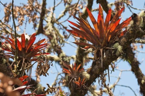 Bromeliads (Bromelia sp.) in tree