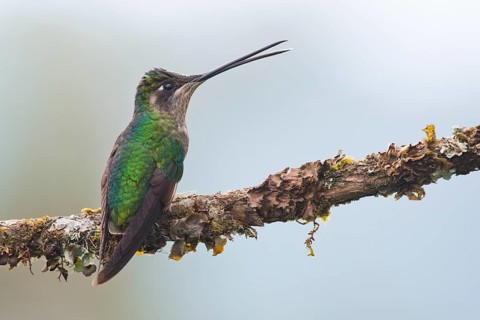 Magnificent Hummingbird (Eugene fulgens) perched on a branch