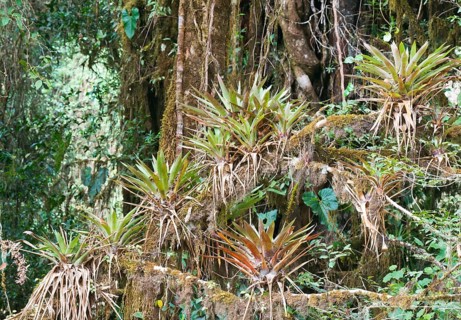 Bromeliads (Bromelia sp.) in the rain forest