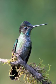 Magnificent Hummingbird (Eugene fulgens) perched on a tree branch