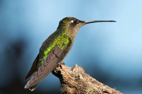 Magnificent Hummingbird (Eugene fulgens) perched on a branch