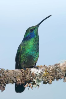 Green violetear (Colibri thalassinus) sitting on branch